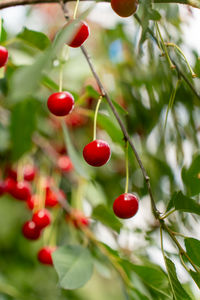 fruit