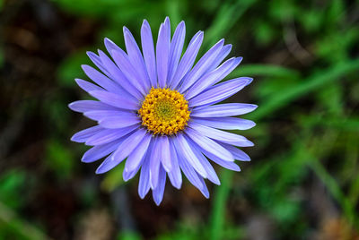 Beautiful purple daisy