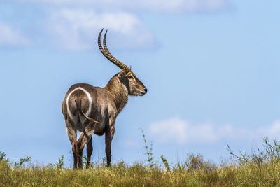 Waterbuck standing on land against sky
