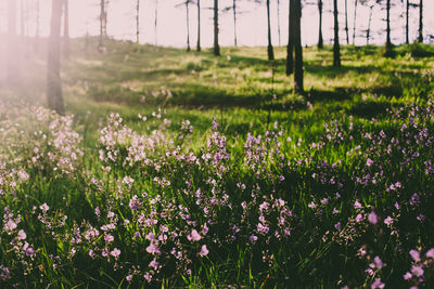 Purple flowering plants on field