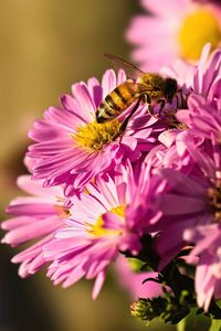Biene auf blüte 