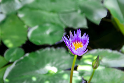 Close-up of purple water lily in lake