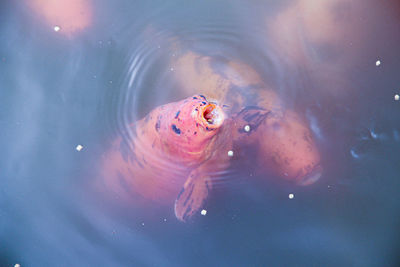 Close-up of fish swimming in sea