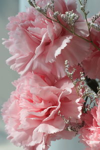 Close-up of pink cherry blossom