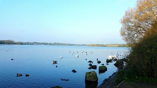 Swans on lake against sky