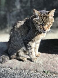 Cat sitting on rock