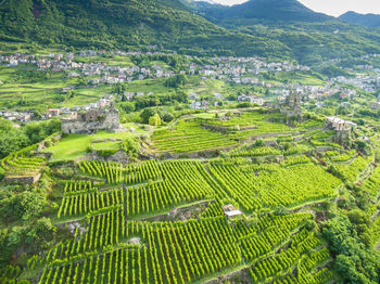 High angle view of agricultural field