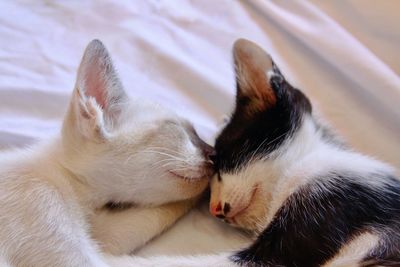 Close-up of cat sleeping on bed