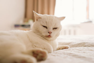 Close-up of cat lying on bed at home