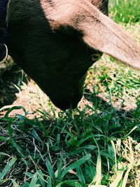 Close-up of horse grazing on field