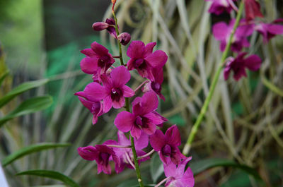 Close-up of purple flowers