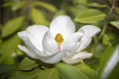 Close-up of white flowering plant