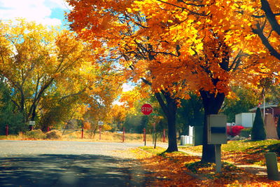 Trees in autumn