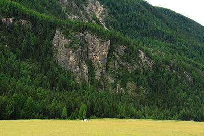 Huge cliff in a mountain covered with forest in altay, summer, clear day