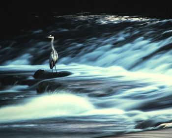 Swan swimming in water