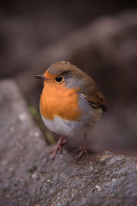 Close-up of bird perching on wood