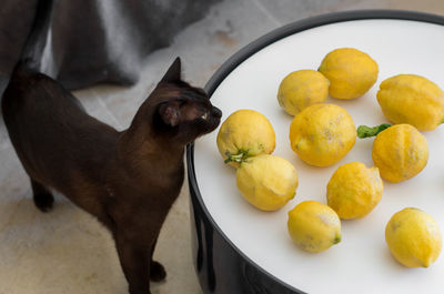 High angle view of burmese cat looking at lemons