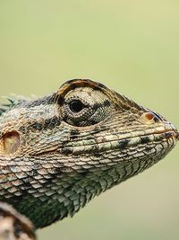 Close-up of lizard
