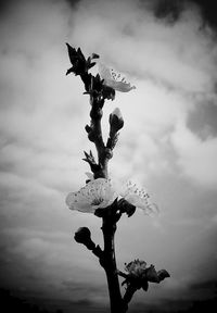 Close-up of silhouette bird on plant against sky