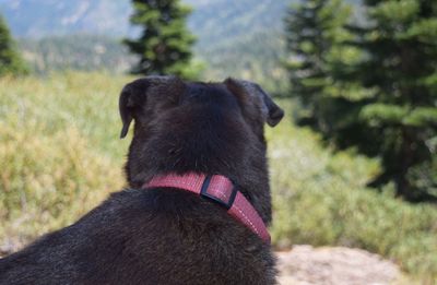 Close-up of black dog on field