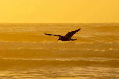 Bird flying over sea against sky during sunset