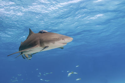 Fish swimming in sea