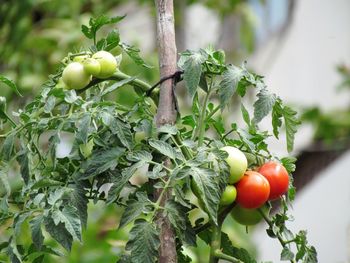 Close-up of fresh fruits on tree