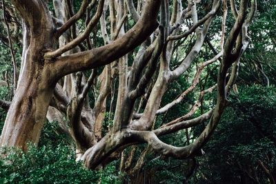 Trees in forest