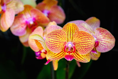 Close-up of pink orchid