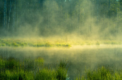 A beautiful spring sunrise mist over the flooded wetlands. warm spring scenery of swamp with grass.