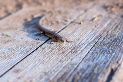 Close-up of lizard on wooden plank