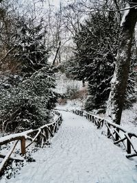 Empty footpath amidst trees