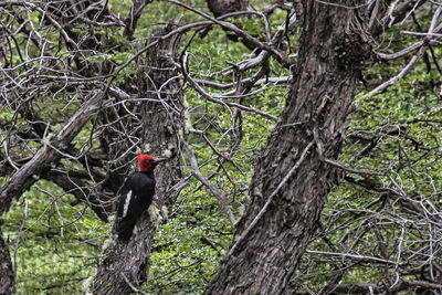 Bird perching on a tree