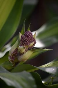 Close-up of strawberry on plant