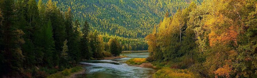 Scenic view of trees by river