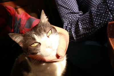 Close-up portrait of a cat