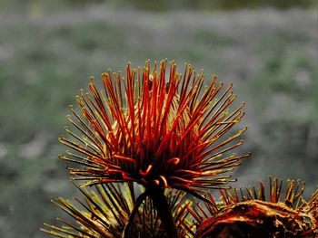 Close-up of plant against blurred background