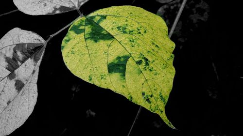 Close-up of damaged leaf