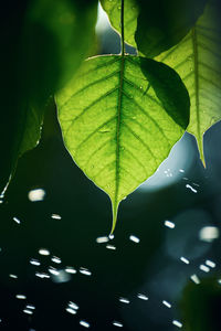 Close-up of wet maple leaves floating on water