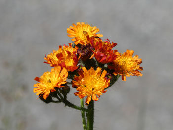 Close-up of yellow flowering plant