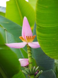 Close-up of pink lotus water lily