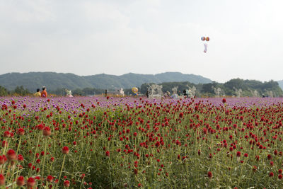 Scenic view of poppy field against sky