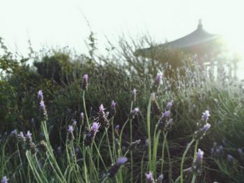 Close-up of lavender blooming on field