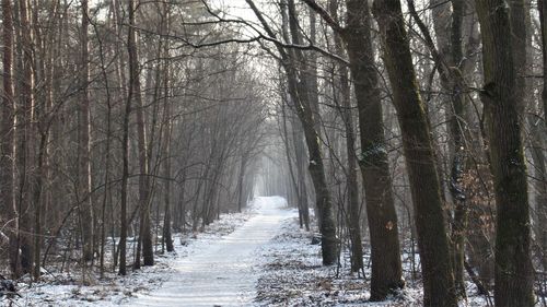 Snow covered trees in forest