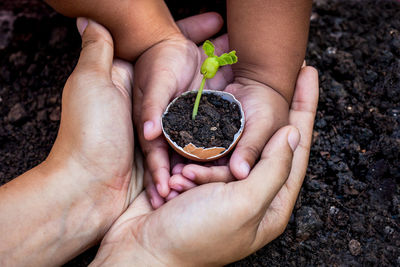 Cropped hands of woman and girl holding sapling in egg shell