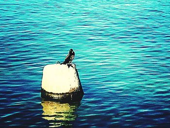 Bird perching on a sea