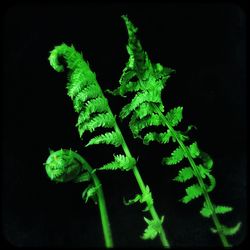 Close-up of plant against black background