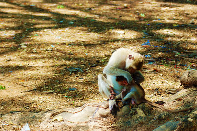 Monkeys in a field