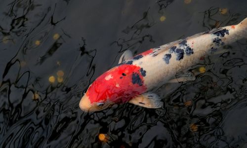 High angle view of koi carps swimming in lake