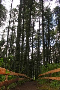 Low angle view of bamboo trees in forest